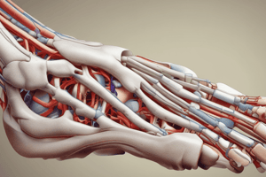 Structural Deformities of the Foot: Plantarflexed 5th Metatarsal and Splayfoot