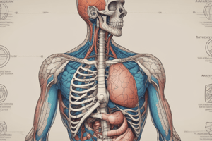 Anatomy of the Digestive System