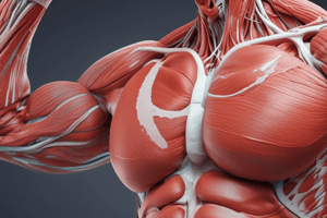 Chapter 10 - Muscular System: Types of Muscular Tissue and Properties