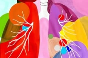 Human Respiratory System Overview