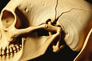 Connective Tissue - Bone Study Guide