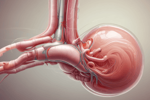 Urinary System: Ureters