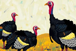 Wild Turkey Subspecies in Texas