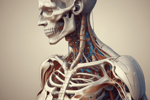 Anatomy of the Musculoskeletal System