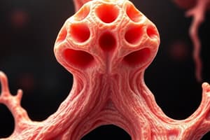 Cartilage Quiz (BMS Learning Outcomes)