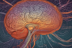 Visual Pathway and Brain Function