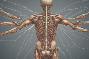 Anatomy of the Brachial Plexus