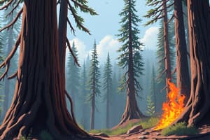 Giant Redwoods and Wildfire Recovery Quiz