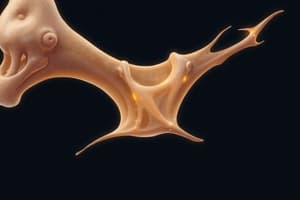 Bone and Cartilage Tissues