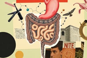 Digestive System and Diet