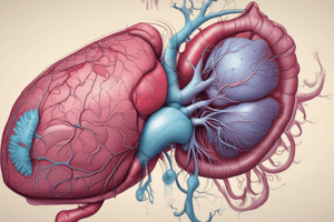 Digestive Anatomy: The Liver