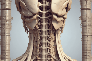 Anatomy: Back