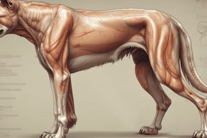 Canine Forelimb Anatomy