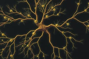 Organisation du système nerveux et neurones