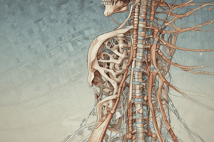 Spinal Cord Anatomy