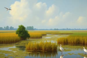 Indian Wetlands and Bird Sanctuaries