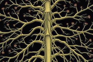 Nerve Roots and Dermatomes Overview