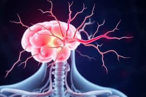 Autonomic and Somatic Nervous Systems Quiz