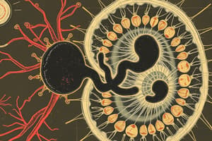 Protozoa Asexual Reproduction Quiz