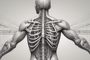 Anatomy: Auditory System and Skull