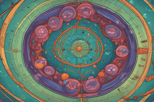 Cell Cycle Phases