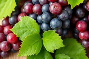 Polyphénols dans le vin et ses qualités