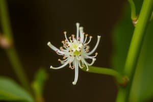 Botany Chapter on Plant Reproduction