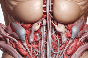 Anatomy: Abdomen Part 1