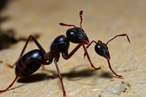 Florida Carpenter Ant Behavior