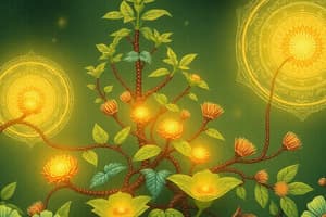 Metabolism and Photosynthesis Overview