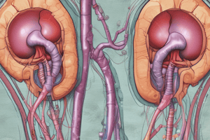 Anatomy of the Kidneys and Urinary System