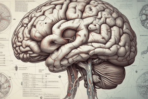 Brain Anatomy Quiz