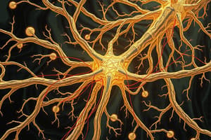 Sensory Nerves Overview