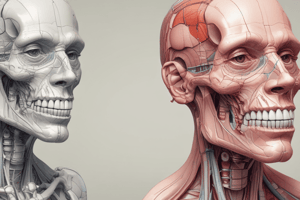 Anatomy of Permanent Canines