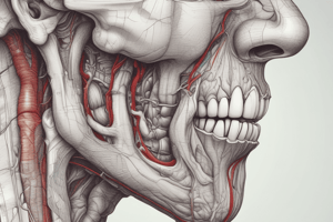 Anatomy of the Nasal Cavity