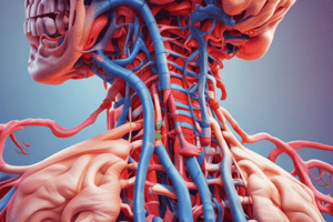 Anatomy and Physiology of the Stomach