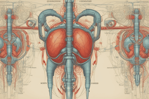 Human Anatomy: The Urinary System