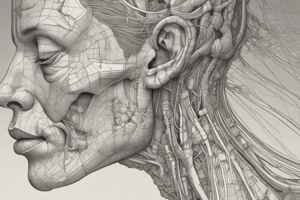 Nose & Paranasal Sinuses Anatomy