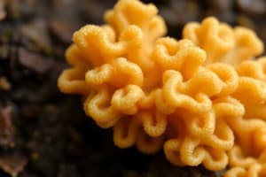 General Characteristics of Fungi