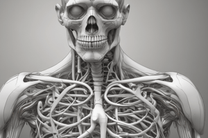 Respiratory Anatomy