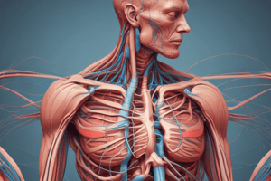 Muscle physiology 2