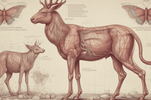 Comparative Anatomy of Circulatory System in Domestic Animals