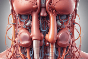 Urinary System Function and Disorders Quiz