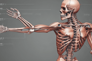 Understanding Skeletal Muscle