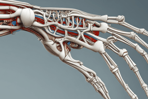 Anatomy of the Upper Limb Joints