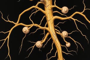 Sympathetic Nervous System Quiz