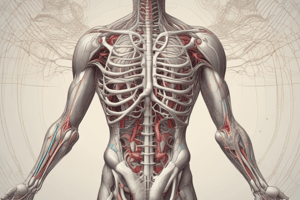 Ninja Nerd - Circulatory System | Veins of the Thorax & Abdomen | Torso Anatomy Model