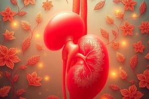 Kidney Function Overview