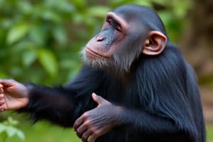 Chimpanzee Behavior and Society