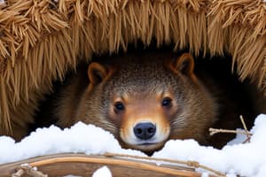 Hibernation in Animals